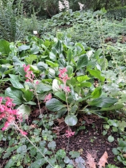 Heuchera sanguinea