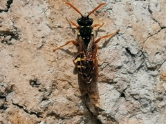 Nomada goodeniana