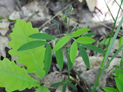 Lathyrus linifolius