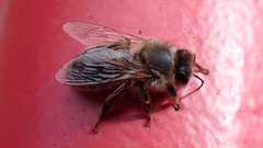 Apis mellifera