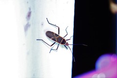 Melamphaus rubrocinctus