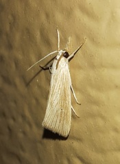 Catabena lineolata