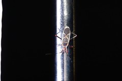 Melamphaus rubrocinctus