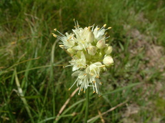Allium ericetorum