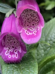 Digitalis purpurea