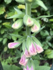 Digitalis purpurea