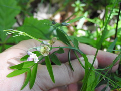 Lathyrus linifolius