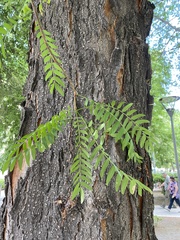 Gleditsia triacanthos
