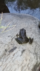 Lithobates psilonota