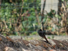 Phoenicurus ochruros