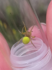 Araniella cucurbitina