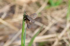 Empis borealis
