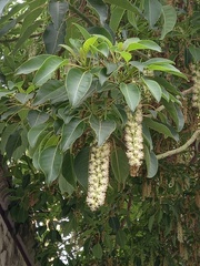 Phytolacca dioica
