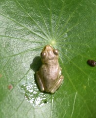Osteopilus septentrionalis