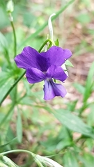 Viola etrusca