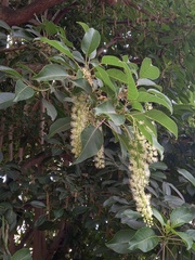 Phytolacca dioica