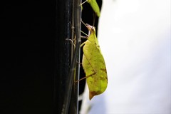 Leptoderes ornatipennis