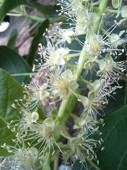 Phytolacca dioica