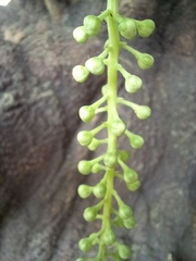 Phytolacca dioica