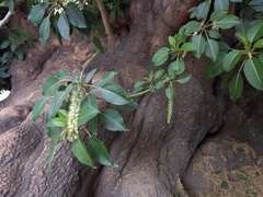 Phytolacca dioica