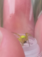 Araniella cucurbitina