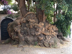Phytolacca dioica