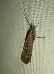 Glyphopsyche irrorata