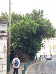 Phytolacca dioica
