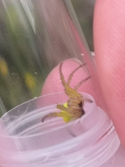 Araniella cucurbitina