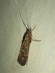 Glyphopsyche irrorata