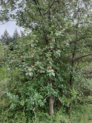 Karpatiosorbus