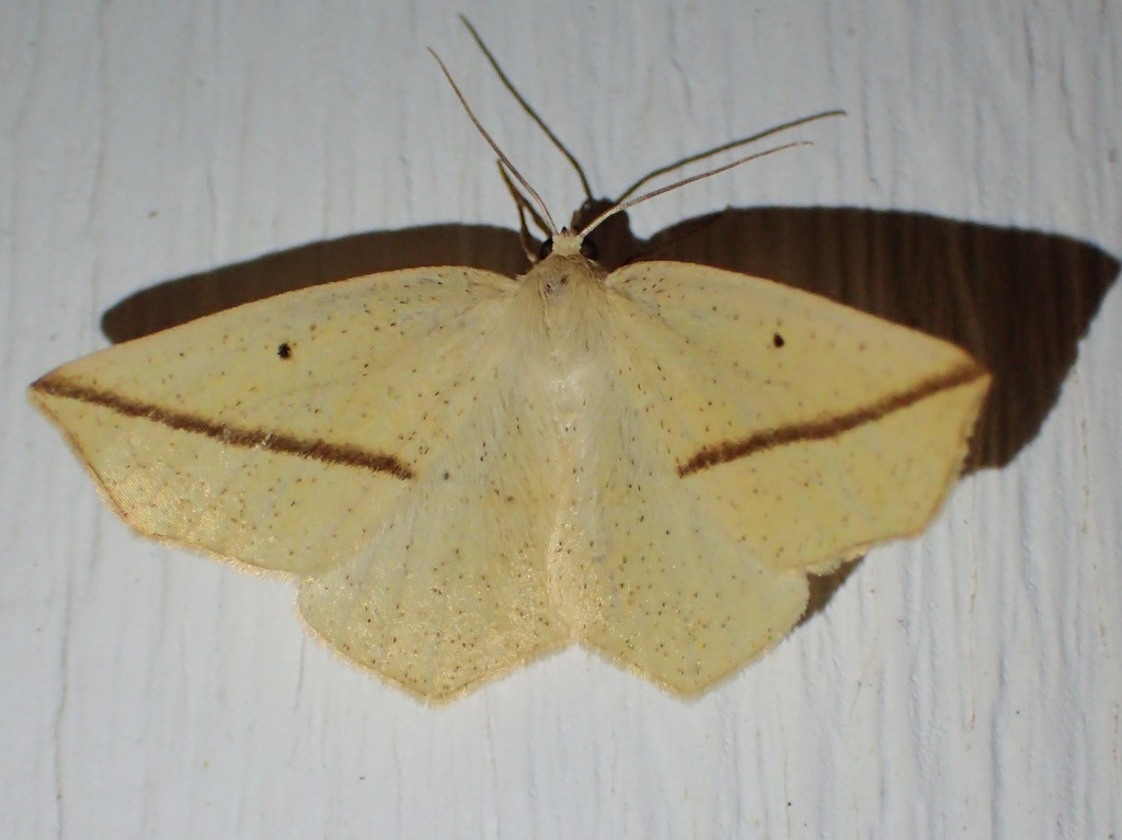 Yellow Slant-line Moth