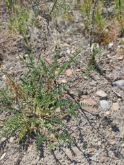 Astragalus austrosibiricus