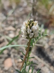 Astragalus austrosibiricus