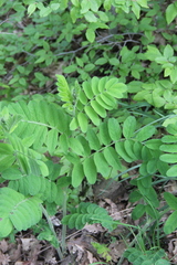 Astragalus glycyphylloides