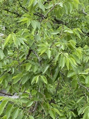 Celtis occidentalis