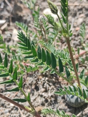 Astragalus austrosibiricus