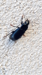 Harpalus dimidiatus