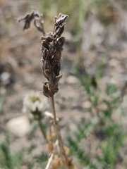 Astragalus austrosibiricus