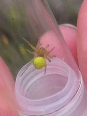 Araniella cucurbitina