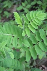 Astragalus glycyphylloides