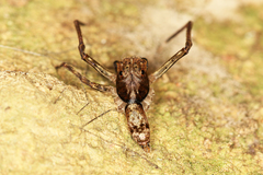 Spartaeinae