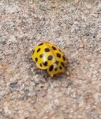 Psyllobora vigintiduopunctata