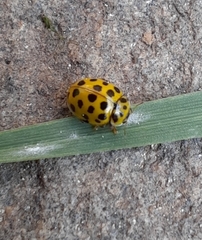 Psyllobora vigintiduopunctata