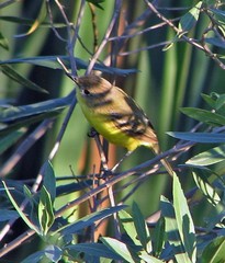 Pseudocolopteryx dinelliana