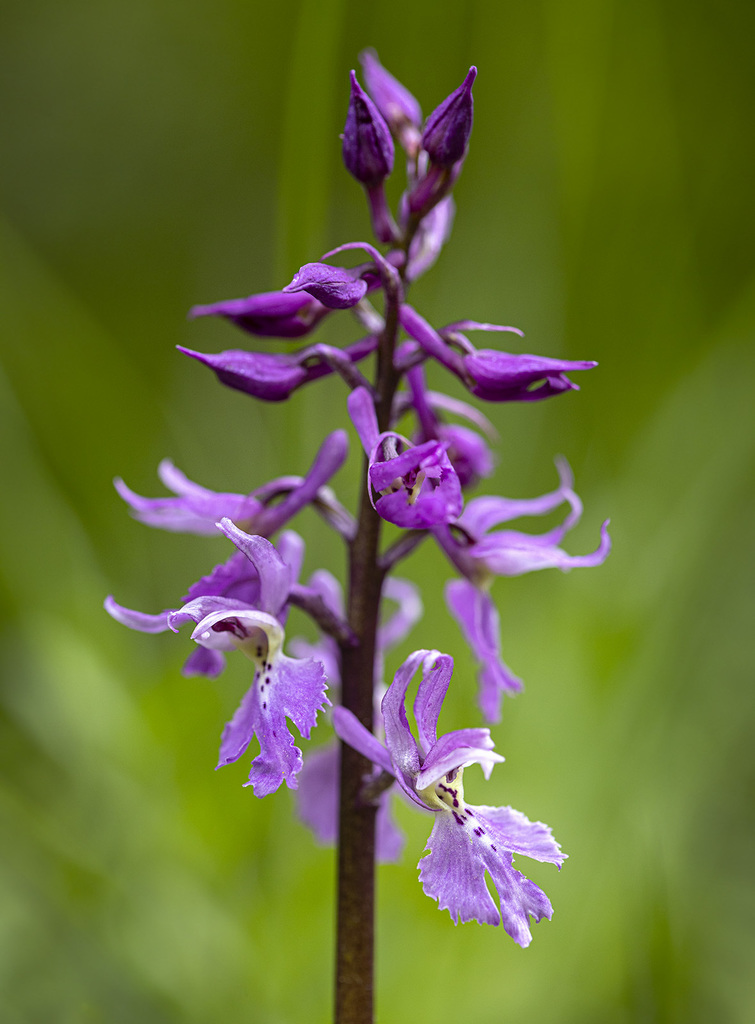 Orchis
