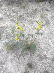 Astragalus alopecuroides