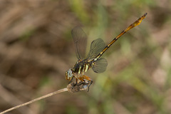 Aphylla angustifolia