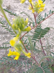 Astragalus alopecuroides