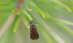 Empis borealis